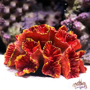 1 ADET Simülasyon Çiçek Şekli Bitki Yapay Mercan Süs akvaryum balık tankı Peyzaj Sahne Dekorasyon
