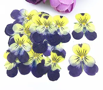120 adet Preslenmiş Kurutulmuş Viola tricolor L. Pansy Çiçek Dolgu Epoksi Reçine Kolye Kolye Takı Yapımı El Sanatları DIY Aksesuarları