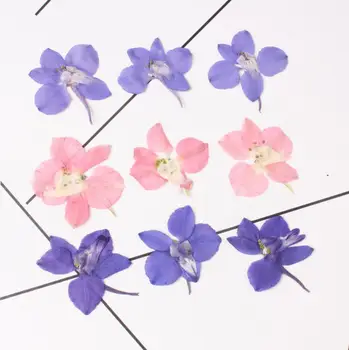 60 adet Preslenmiş Kurutulmuş Consolida Ajacis Petal Çiçek Bitki Herbaryum Tırnak Sanat Makyaj Takı Imi telefon kılıfı Kartı DIY