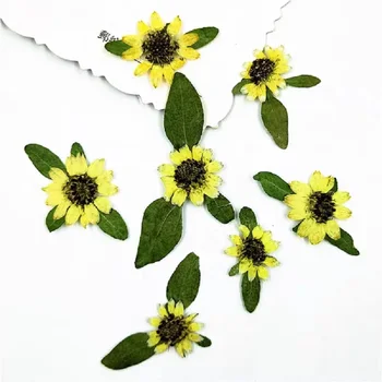 60 adet Preslenmiş Kurutulmuş Mini Ayçiçeği Çiçek Yaprak Bitki Herbaryum Nail Art Takı İmi telefon kılıfı Yüz c Kart DIY