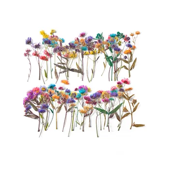 60 adet Preslenmiş Kurutulmuş Çiçek Erigeron Annuus Kök Bitki Herbaryum Epoksi Reçine Takı Fotoğraf Çerçevesi telefon kılıfı İmi DIY