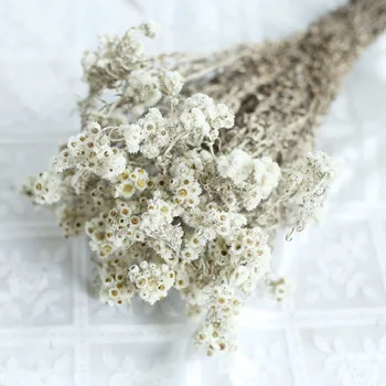 Krizantem Küçük Beyaz Kurutulmuş Çiçekler sevgililer Günü Hediyesi Kız Arkadaşı İçin Düğün Centerpieces Masa Dekorasyon İçin